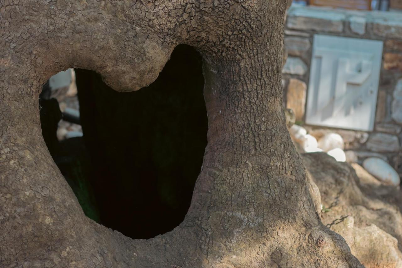 Amaya Pine Studio パナギア エクステリア 写真